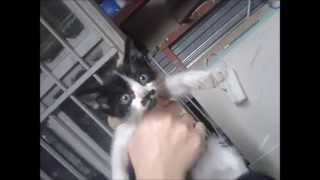 Funny Cat - Hitler Bıyıklı, Sevimli Yavru Kedi