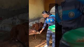 Ek Din Gau Shala Mein 🐄❤️ Dil Ko Sukoon Mila #shorts #youtubeshorts