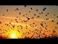 الطيور تغزو ولاية من ولايات أمريكا  mp3