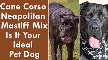 Cane Corso Neapolitan Mastiff Mix: Is It Your Ideal Pet Dog