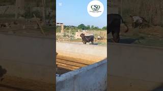 الحمدللہ ❤️ ہمارے فارم سے جانوروں کی روانگی شروع