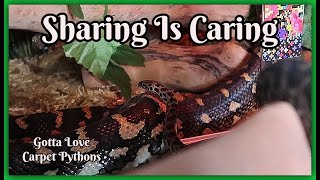 Kaa My Stimson Pays Lily My Jungle Carpet A Visit