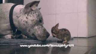 Adorable! Pit Bull CLEANS Baby Bunny (Cottontail Rabbit) in HD. Bunny & Dog