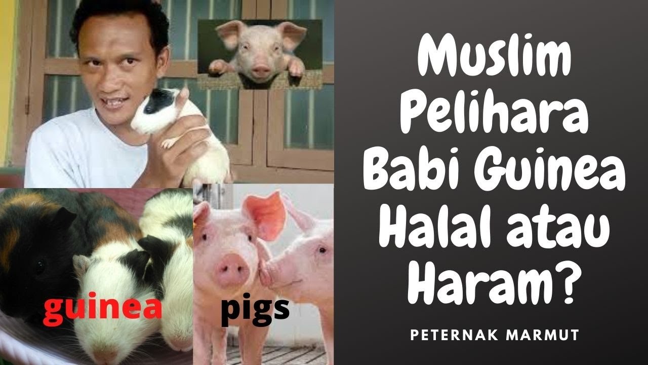 Saya 🙋Muslim. Pelihara Babi Guinea (Guinea Pigs) 🐷? Haram atau Tidak