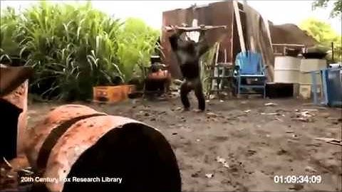 Дали обезьяне автомат..хорошо что не гранату !!!