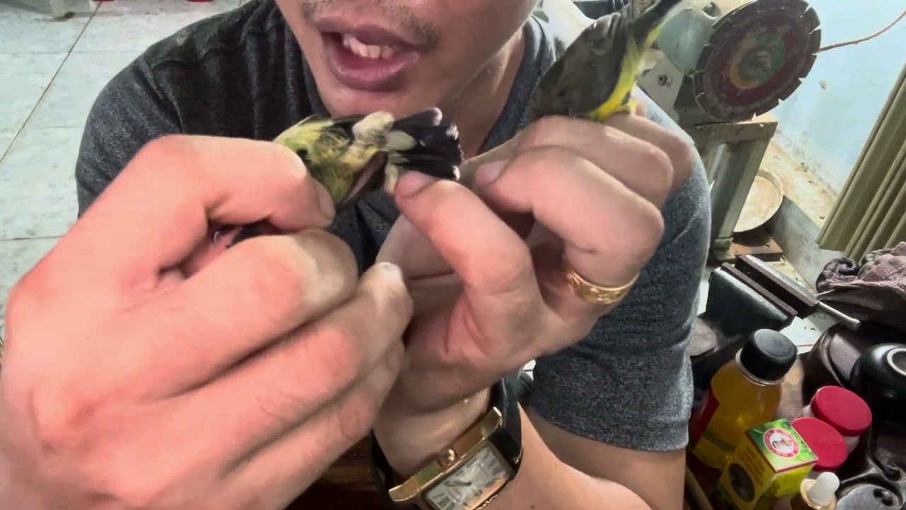 Cách phân biệt chim hút mật 5 màu chuyền và chim hút mật họng đen chuyền 1 điểm ăn ngay