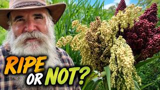 Sorghum — When Is It Ready to Harvest?