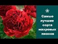 ❀ Самые лучшие сорта махровых пионов