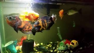 Tiger OSCAR Tank screenshot 5