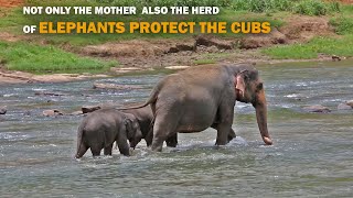 elephant mother protect her cubs | Elpehant documantory 2023