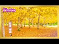 【紅葉】鹿追町 福原山荘の庭園(写真) fall foliage nature maple
