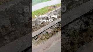 Ang aga ng ulan #rainsounds #rain #viral #shorts Ang aga ng ulan #rainsounds #rain #viral #shorts