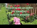 Ne nuisez pas aux roses avec vos soins ! Erreurs lors de l&#39;entretien des roses. Question - Réponse