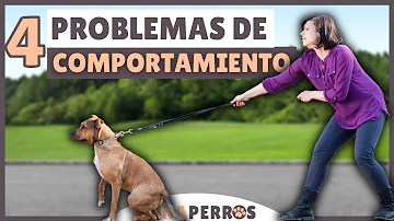 ¿Cómo saber si su perro tiene problemas de comportamiento?