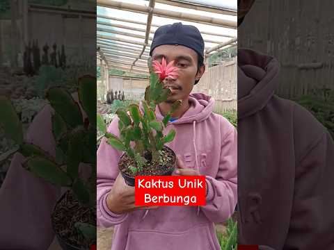 Video: Menjaga Eipiphyllums - Cara Menanam Tumbuhan Kaktus Epiphyllum