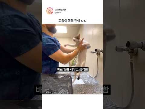 고양이 목욕이 이렇게 힘듭니다 thumbnail