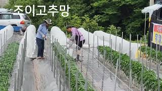 2023 조이고추망 설치영상