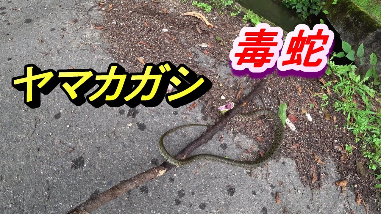 マムシより強毒！ヤマカガシに遭遇する程度の能力。 - YouTube