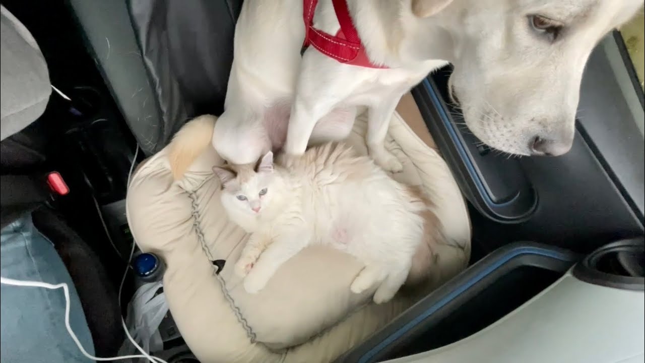 犬を枕にする猫がかわいい 残りたっぷり垂れ流し 動物 犬 猫 他色々 まとめ動画