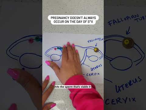 How human fertilisation works. Conception doesn't always occur when you think it does