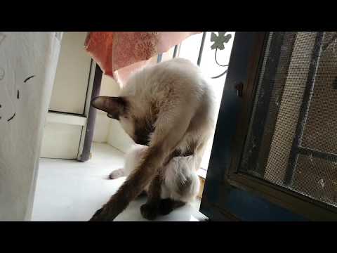แมวแต่งตัว เลียขน แต่งขนหลังจากอาบน้ำเสร็จ เตรียมไปเที่ยวจ้า | Siamese cat