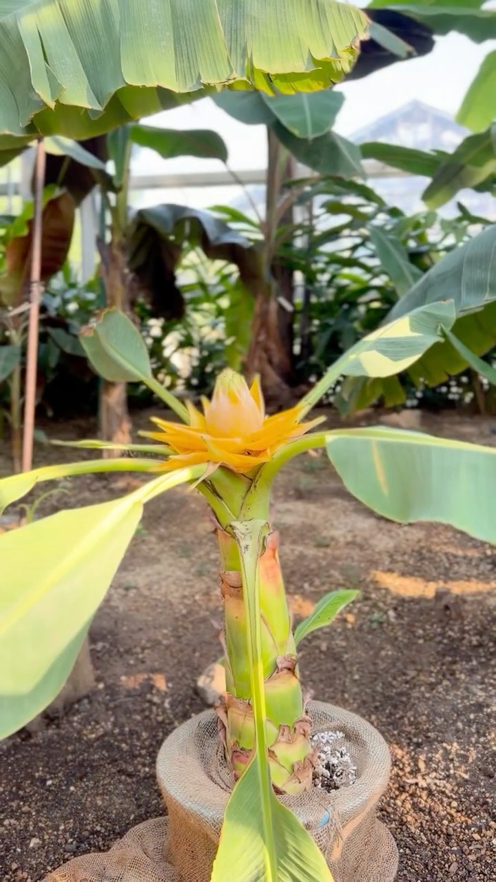チユウキンレン（地湧金蓮）#咲くやこの花館 #植物園 #チユウキンレン