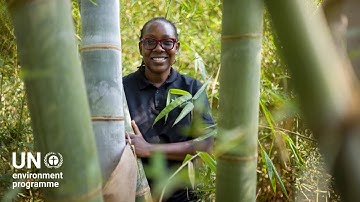 Meet bamboo, a wonder plant for ecosystem restoration