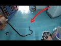 Angry Rat Snake Tries to Bite Woman on her way to the Toilet