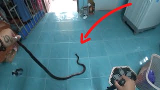 Angry Rat Snake Tries to Bite Woman on her way to the Toilet