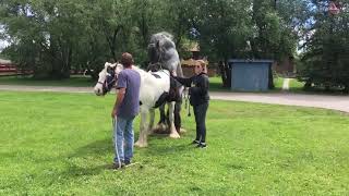 Gypsy horse breeding successfully ode