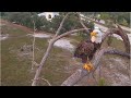 SWFL Eagles ~ M15 Visits The Attic &amp; F23 The Pond! Just Doing What Eagles Do Now! 😊 👑 5.14.24