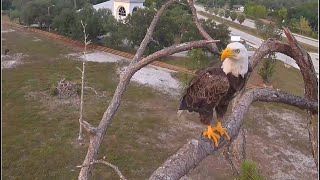 SWFL Eagles ~ M15 Visits The Attic & F23 The Pond! Just Doing What Eagles Do Now!   5.14.24