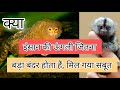 anokha bandar jo insaan ki ungli jitna bada hota hai | pygmy marmoset | smallest monkey in the world