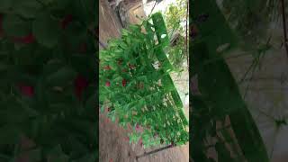 new design jumer #trending #video #viral.