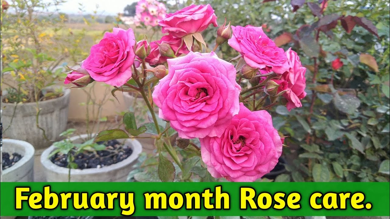 February month Rose care How to care of Roses in winter season