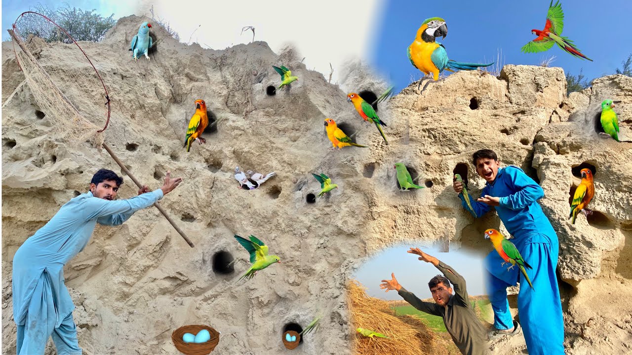 Aj Hum Nay Desert Say Ring Nick Parrot Pakar Liya 🦜