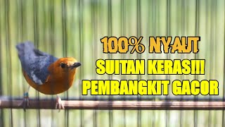ANIS MERAH NGECIP KERAS PEMBANGKIT GACOR BIKIN IKUT NGEPLONG DAN LANGSUNG GACOR