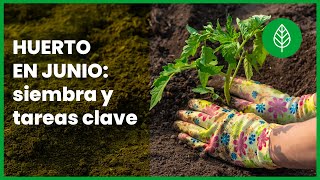 Qué plantar en junio en el huerto 🌱🌞 Calendario, cultivos y tareas esenciales