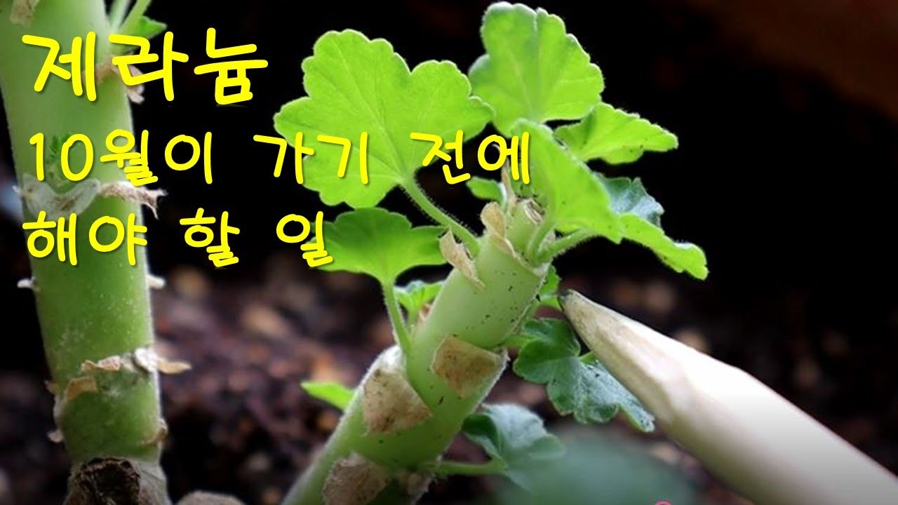 제라늄 순집기/생장점 자르기/새 순 많이 받기/풍성하게 키우기
