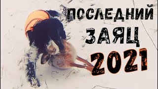 Последний ЗАЯЦ 2021!!Чуть не ушёл!ТОЗ 34.