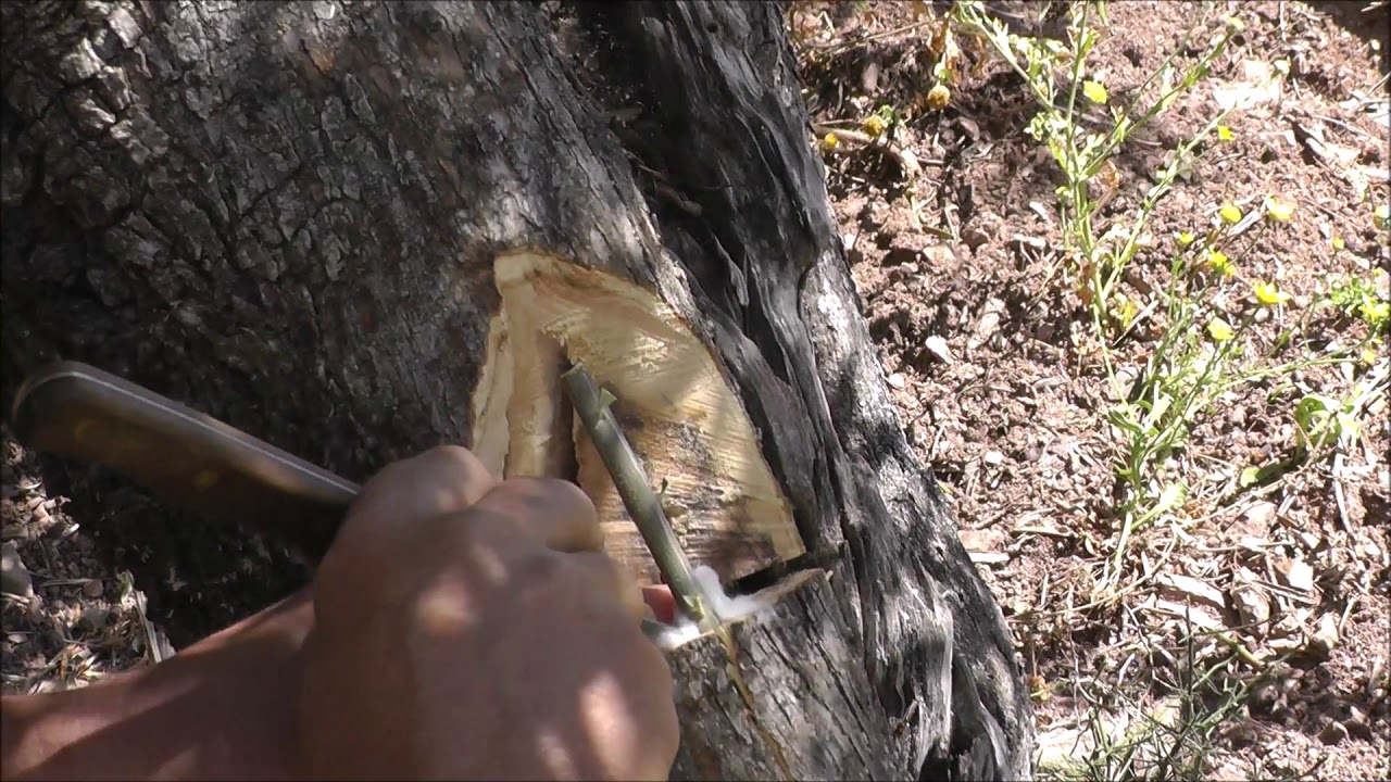 ΚΕΝΤΡΩΜΑ ΕΛΙΑΣ ΠΑΤΕΝΤΑ ΜΕ ΚΑΛΕΜΙ ΣΤΟΝ ΚΟΡΜΟ