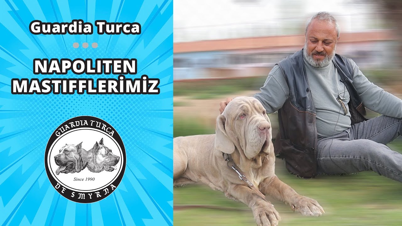 Napoliten Mastiflerimiz - Guardia Turca Çiftliği