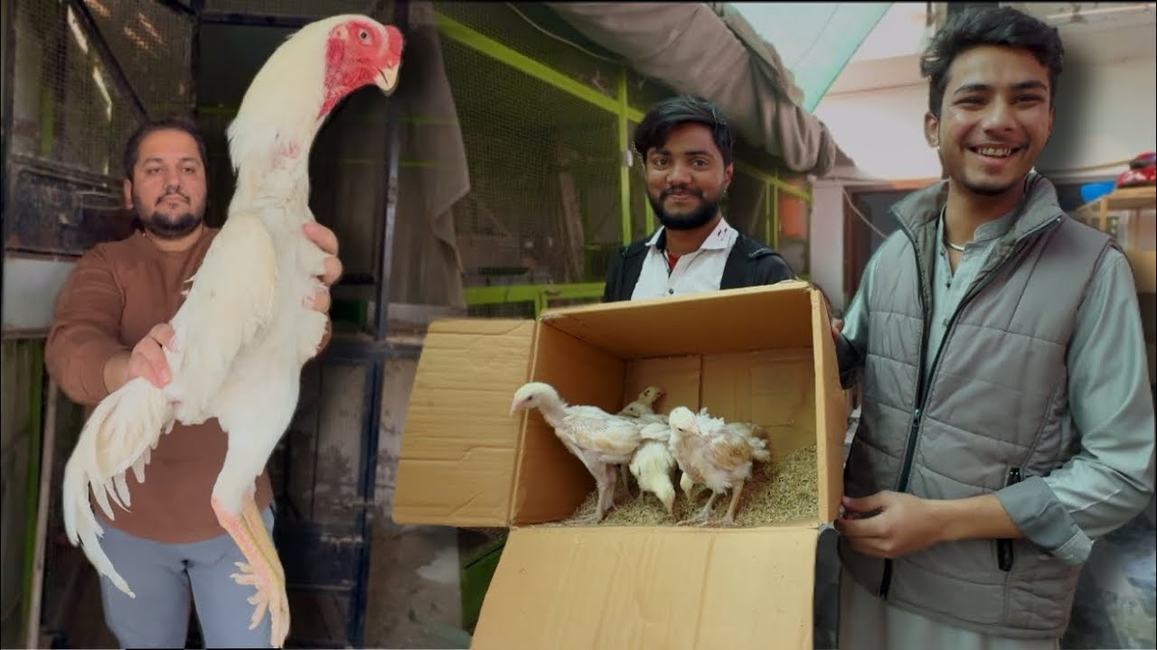 King Shamo Hsn Entertainment, 1 month Chicks Only White Colour, Murgi k bachay, Aseel murgia