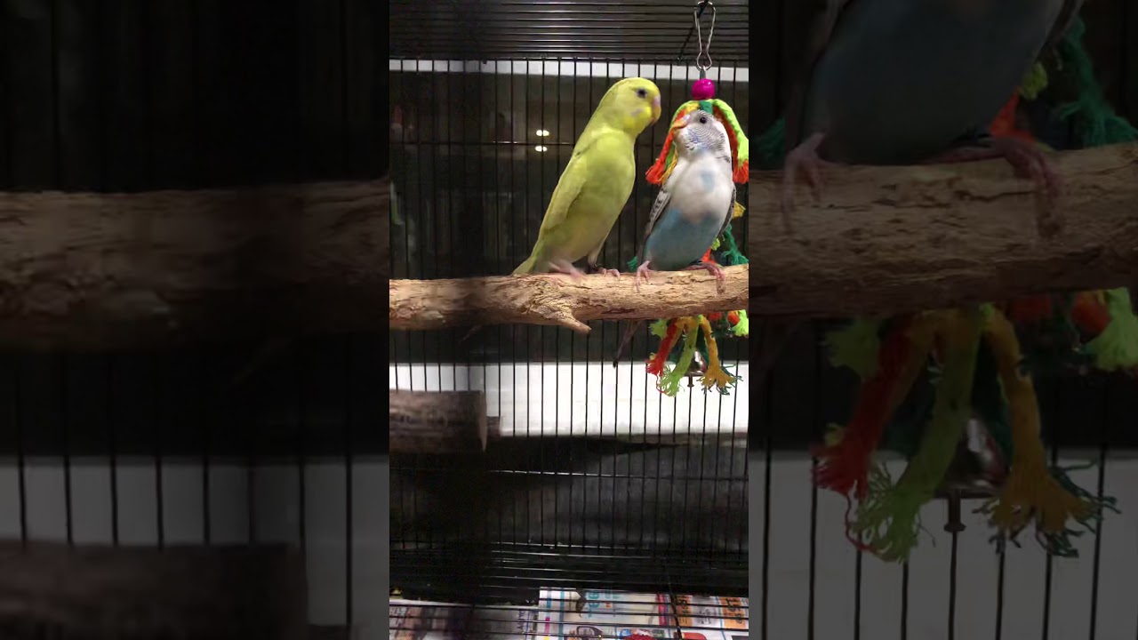 Grooming birds YouTube