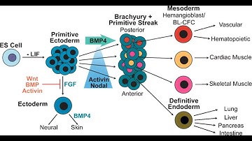 Medical Video Lectures: Quick overview of GERM LAYER DERIVATIVES