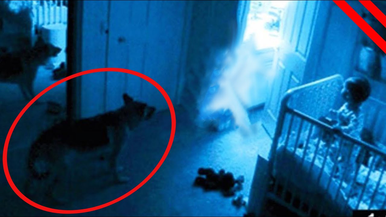 Experto Charlotte Bronte Demostrar Avistamientos de Fantasmas Por Mascotas - YouTube