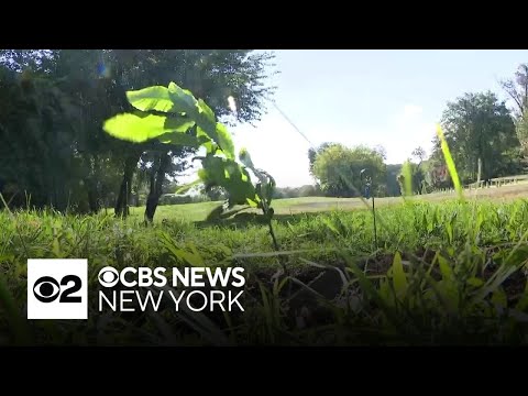 Thousand Chestnut Challenge is on in NYC to return American Chestnut Tree to its roots