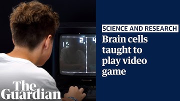 Researchers teach brain cells in a dish to play Pong