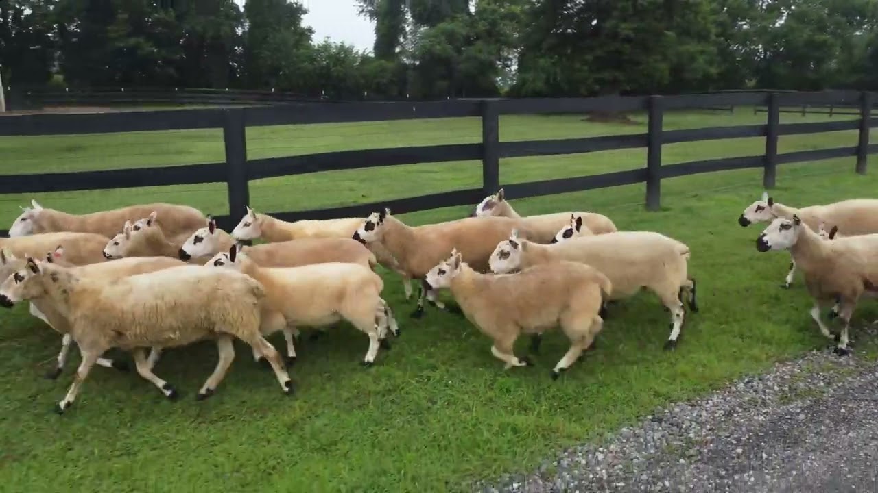Herding our Kerry Hill Sheep flock with a drone