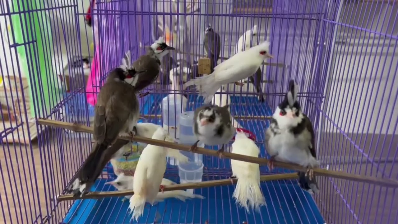 Tại sao dòng chào mào đại bàng lại được nhiều anh em săn đón #thangchaomao #chaomaohotdau 